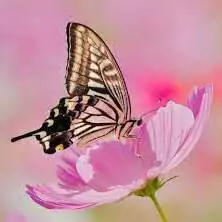 flowers photo for whatsapp dp